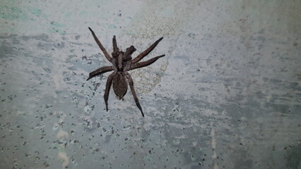 spider on a web