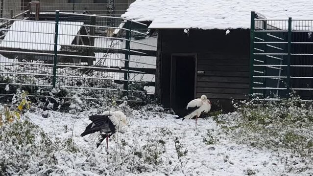Handheld close up 2 camera on some big white and black bird in Berlin in wintertime in the Hasenheide park covered with snow HD 30 FPS 6 secs