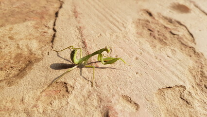 praying mantis on the ground