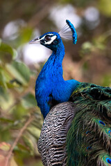 Fototapeta premium peacock with feathers