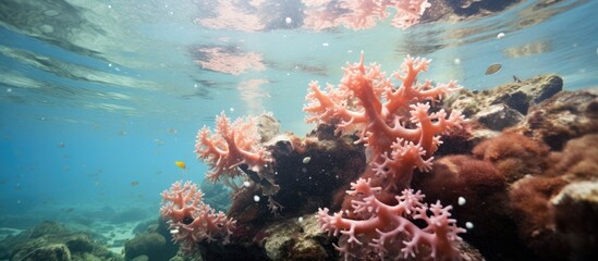 Fototapeta na wymiar Coral spawning on Magnetic Island