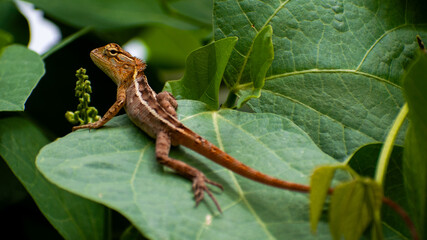 green lizard on a tree