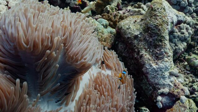 Clownfish playing in their Anemone, filmed while scuba diving in the Red Sea in Egypt