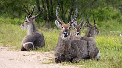 waterbuck bulls resting close to the road
