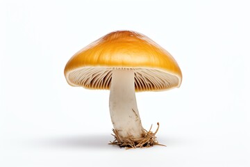 a mushroom with a white stem