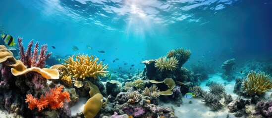 Naklejka na ściany i meble Coral reef in the Caribbean near Bonaire