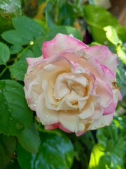 Double delight rose in garden