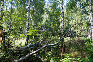 Fototapeta premium Birch forest in the summer. Birch trees in the summer forest.