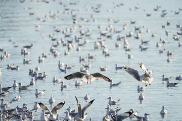 Seagulls are flying and looking for food.