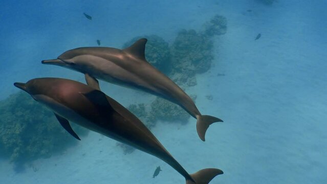 In the Sataya lagoon in the fury shoal reef in the red sea (Egypt), you will find a big pod of dolphin happy to swim with snorkelling