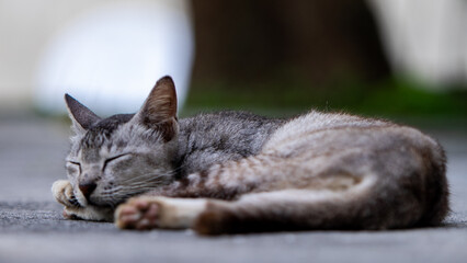 The gray fur cat sleeping on the road is very cute