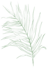 Fototapeta premium Line art tropical plant. Green palm leaf
