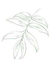 Line art tropical plant.