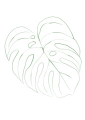 Line art tropical plant. Green monstera leaf