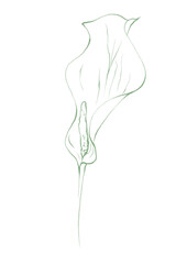 Fototapeta premium Line art tropical plant.