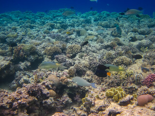 Fototapeta na wymiar Halichoeres hortulanus in the expanses of the coral reef of the Red Sea