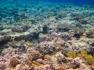 Fototapeta na wymiar Halichoeres hortulanus in the expanses of the coral reef of the Red Sea