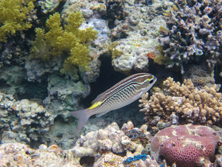 Halichoeres hortulanus in the expanses of the coral reef of the Red Sea