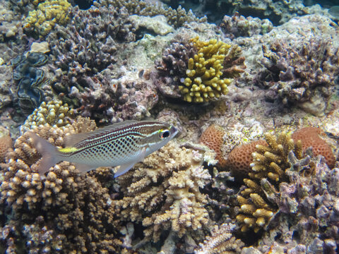 Halichoeres hortulanus in the expanses of the coral reef of the Red Sea