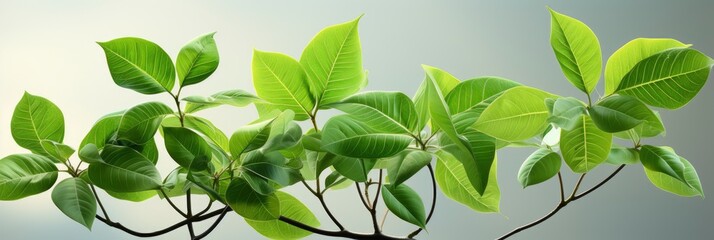 Fototapeta na wymiar Green Leaf , Banner Image For Website, Background, Desktop Wallpaper