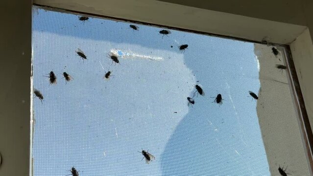 Flies on the window screen