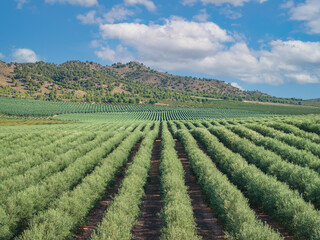 Elevate view of intensive Olive Grove: Parallel Rows of Olive Trees at sunset. The cultivation of olive trees has evolved in recent years to raise olive production and lower production costs in Spain - obrazy, fototapety, plakaty