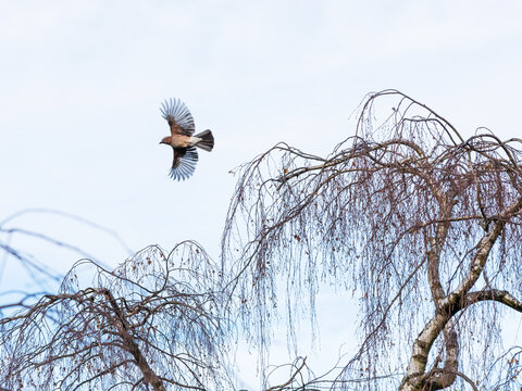 A jay taking off from a tree.