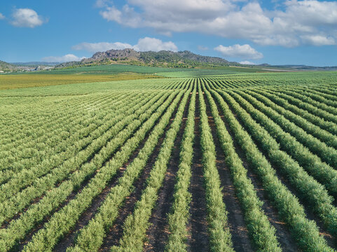Wide angle from aerial view of a large plantation of olive trees planted in super intensive mode.  The Super High Density olive grove is a revolutionary new agronomic model in Spain