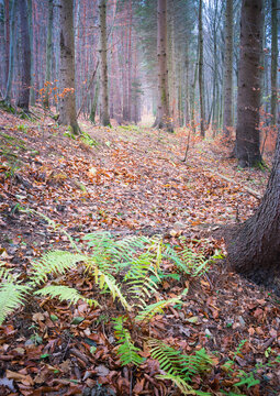 Colourful autumn landscape in a forest with fern