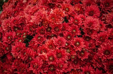 Vibrant display of red flowers.