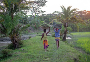 Bangladeshi young rural boys are carrying buckets of grass on their heads, child labour concept 