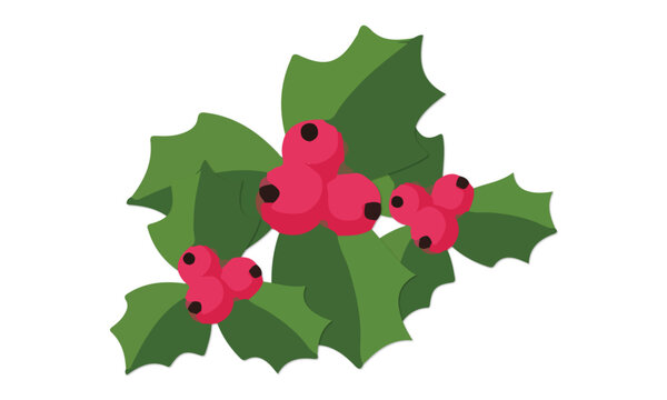 Holly Leaves and Berries Kokina Flower Christmas Flowers Isolated on White Illustration Vector Image Isolated