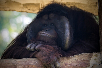 closeup bornean orangutan