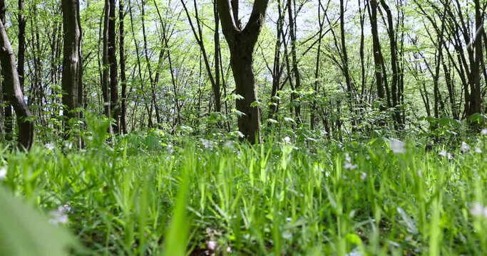 trees with the first green foliage in the forest in the spring season, the first foliage on deciduous trees in a mixed forest