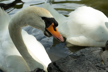 Obraz premium schwan nah close