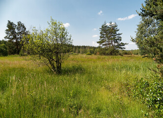 NSG An den Ziegenböcken, mit dem Klosterlausnitzer Moor, auch Roter Pfützensumpf genannt, zwischen Bad Klosterlausnitz, Eisenberg und Hainspitz, Landkreis Saale-Holzland-Kreis, Thüringen, Deutschland