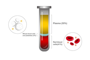 Composition of blood. Plasma, red blood cells, white blood cells and platelets. Diagram of blood composition.Test tube with blood for education. Chemical glass in realistic style. Medical laboratory.
