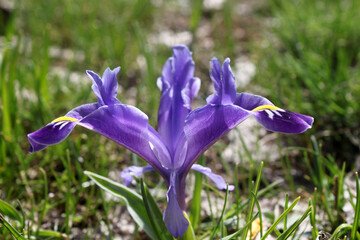 The flower that blooms in spring in Turkey. Nowruz flower.