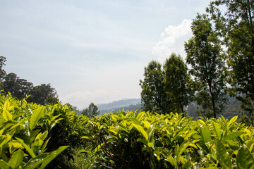 overhead view of green tea plantation in the hills