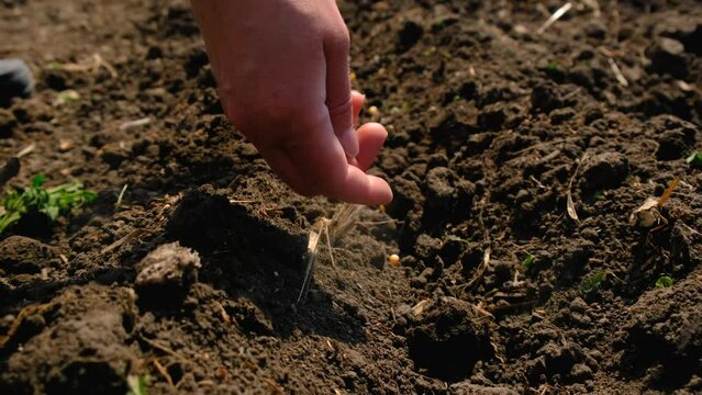 a woman sows seeds in a vegetable garden. Selective focus.