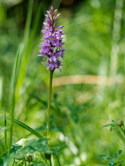 Fuch´s Knabenkraut, Fuch´s Fingerknabenkraut, Fuch´s Fingerwurz, Dactylorhiza fuchsii
