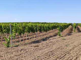 Fototapeta na wymiar rows of vine plant in the vineyard