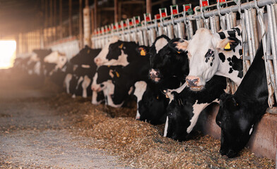 Portrait Holstein Cows in modern farm livestock animal with sunlight.