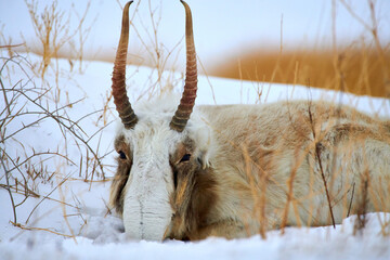 Saiga antelope male. Saiga antelope close-up. The saiga antelope (Saiga tatarica) is a large herbivore of Central Asia, found in Kazakhstan, Mongolia, the Russian Federation.
