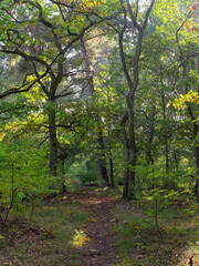 Obraz premium Herbstwald und Tännigsee im Tännig, einem Waldgebiet zwischen Grafenrheinfeld und Schwebheim, Landkreis Schweinfurt, Unterfranken, Franken, Bayern, Deutschland