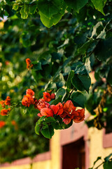 red and yellow flowers