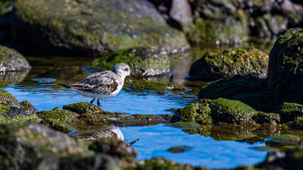 Dunlin Alpina bird walk in  water looking for food