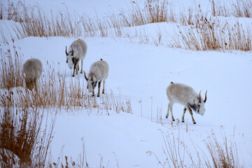 Saiga antelope grazing in the steppe. Saiga antelope or Saiga tatarica. The saiga antelope is a...