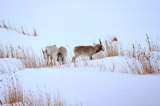Saiga antelope grazing in the steppe. Saiga antelope or Saiga tatarica. The saiga antelope is a large herbivore of Central Asia, found in Kazakhstan, Mongolia, the Russian Federation.
