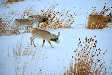 Saiga antelope grazing in the steppe. Saiga antelope or Saiga tatarica. The saiga antelope is a...
